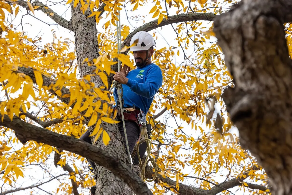 Skilled Tree Planting crew working in Newport