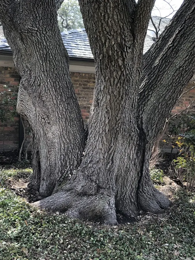 Mature heritage tree close to a Newport property cared for by certified arborists